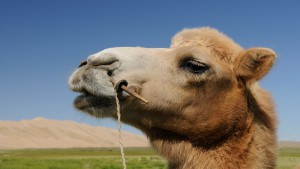 Camel source