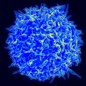 alt="Healthy Human T Cell" width="512" />