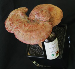 Ganoderma lucidum, also called Reishi is a well-known medicinal mushroom and one of the most effective source of medical compounds that derive from nature. (Photo by Erjavec J.)