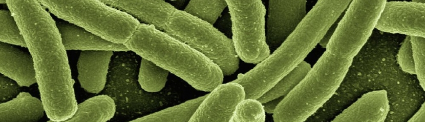 Escherichia coli