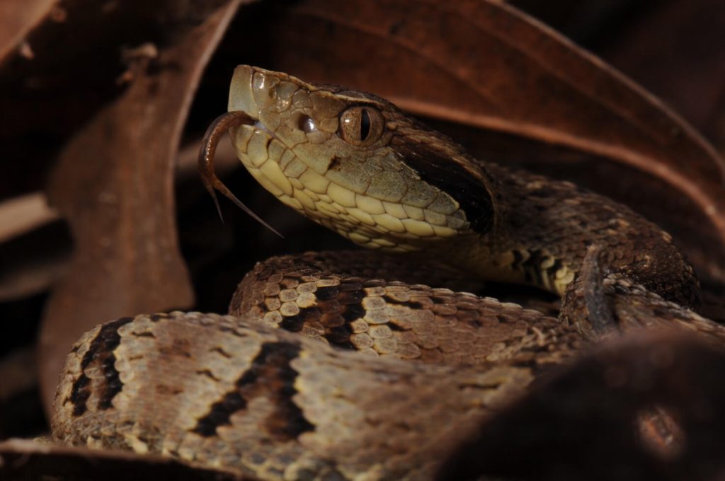 Bothrops jaraca snake