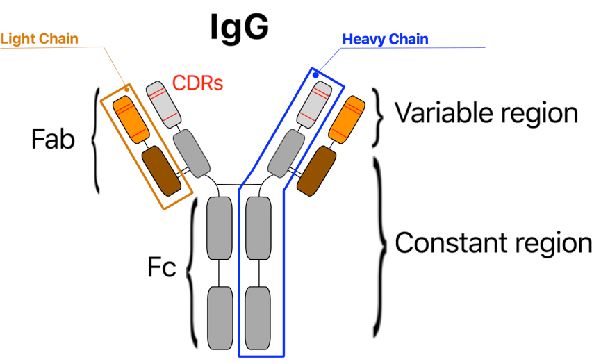 Schematic of an IgG antibody