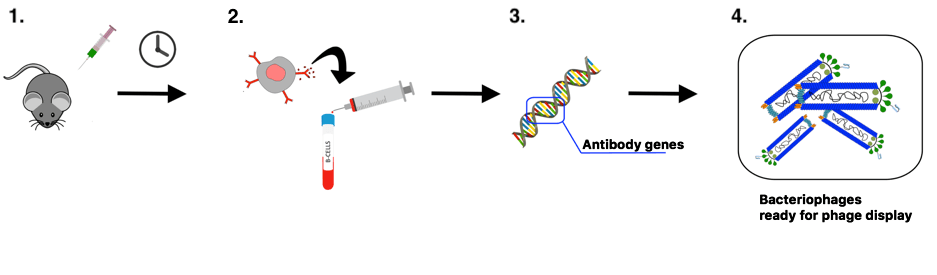 Schematic displaying transgenic mice and phage display