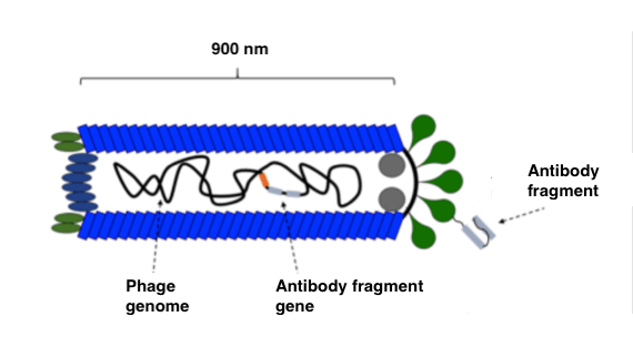 Schematic of a bacteriphage